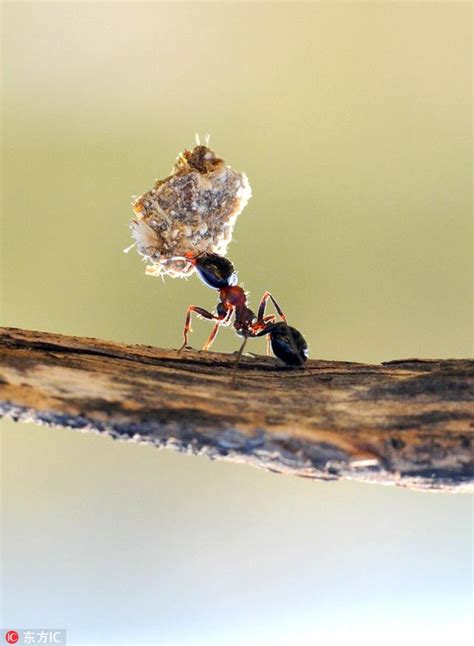 指南針用法 螞蟻 食物